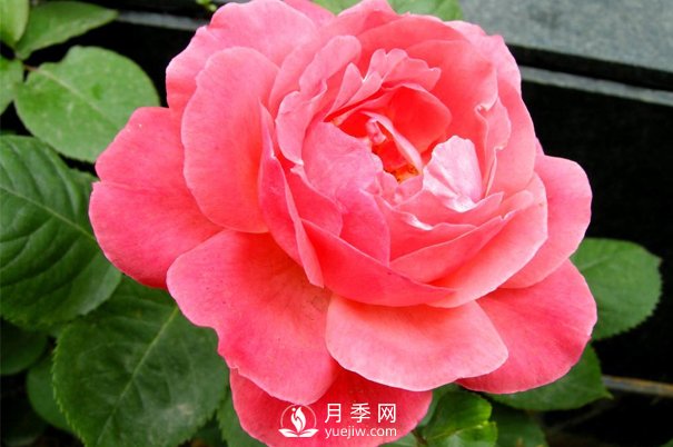 想種月季沒有經(jīng)驗？來看看月季網(wǎng)分享的攻略吧(圖1)