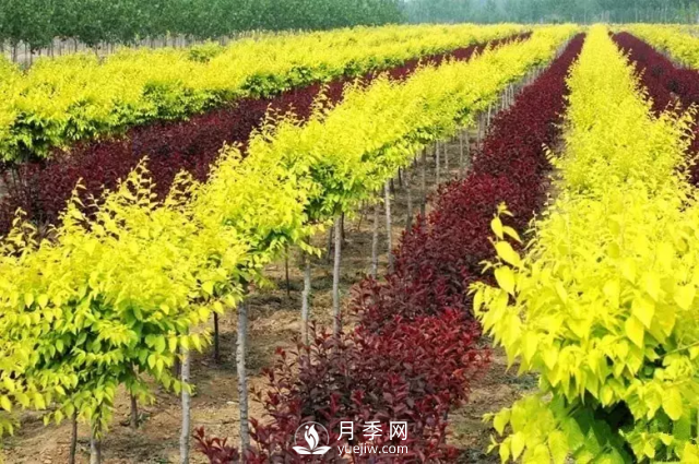 說說中國人自己知識產(chǎn)權(quán)的彩葉苗木，金葉榆(圖1)