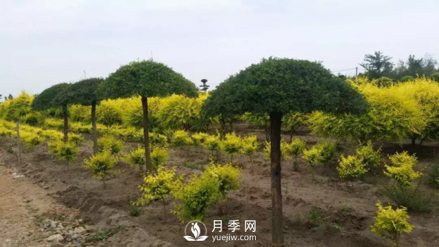 說說中國人自己知識產(chǎn)權(quán)的彩葉苗木，金葉榆(圖2)
