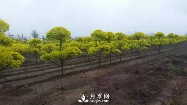 說說中國人自己知識產(chǎn)權(quán)的彩葉苗木，金葉榆(圖3)