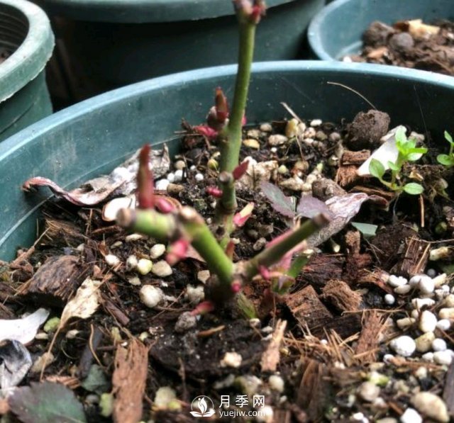 還沒開春月季花就發(fā)芽了，可以放開養(yǎng)了嗎？小心倒春寒(圖2)