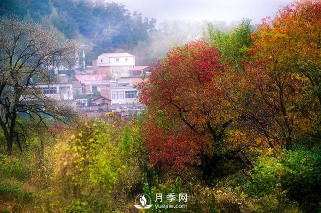 信陽市商城縣小鄉(xiāng)村靠烏桕樹成游客打卡地(圖2)
