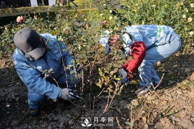 月季養(yǎng)護12個月計劃表，按照這個養(yǎng)，月季花園不是夢(圖1)
