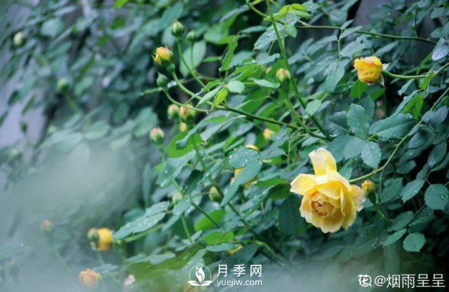 月季養(yǎng)護12個月計劃表，按照這個養(yǎng)，月季花園不是夢(圖6)