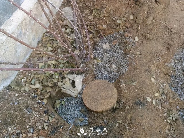 月季養(yǎng)護12個月計劃表，按照這個養(yǎng)，月季花園不是夢(圖2)