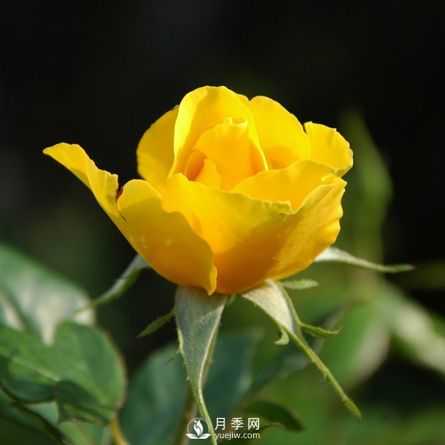 月季的育種演化是怎樣的？石橋月季告訴你(圖1)