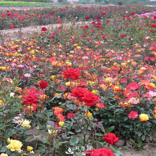 怎樣養(yǎng)好月季花？石橋月季告訴你(圖1)