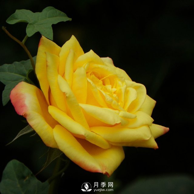 月季日光溫室栽培技術(shù)定植和適時(shí)采收時(shí)需要注意什么(圖1)
