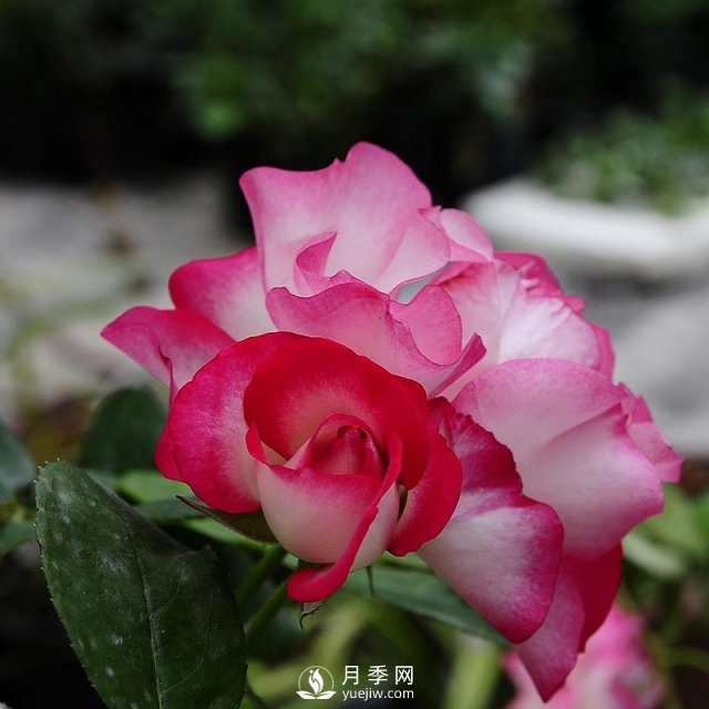 樹(shù)狀月季批發(fā)商給大家介紹月季怎么扦插(圖1)
