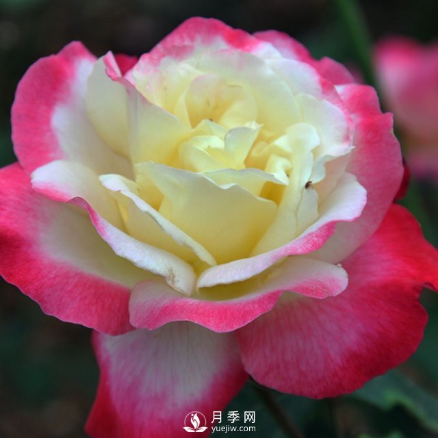 月季扦插有什么技巧？南陽(yáng)月季告訴你(圖1)