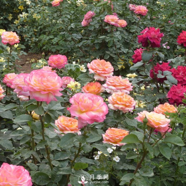 樹狀月季開花少的原因是什么？南陽月季告訴你(圖1)