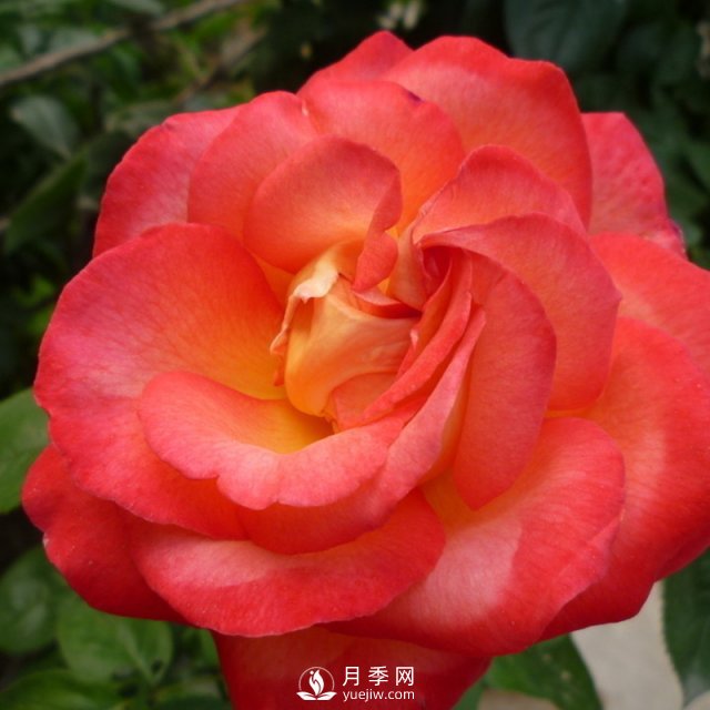 月季該怎么養(yǎng)護？石橋月季告訴你(圖1)
