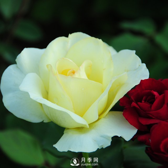 石橋月季的植物文化，它有怎樣的來歷？(圖1)