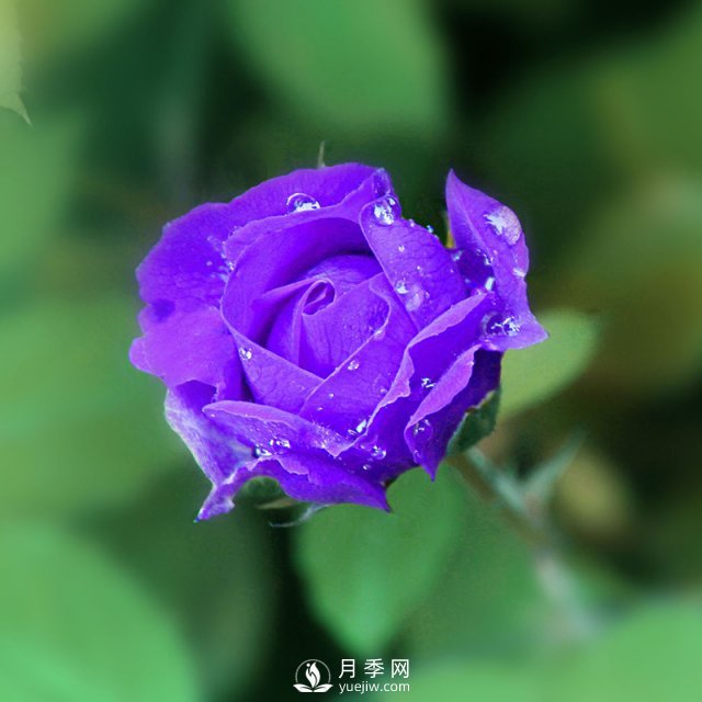 月季網(wǎng)說(shuō)說(shuō)月季的主要用途是哪些方面？(圖1)