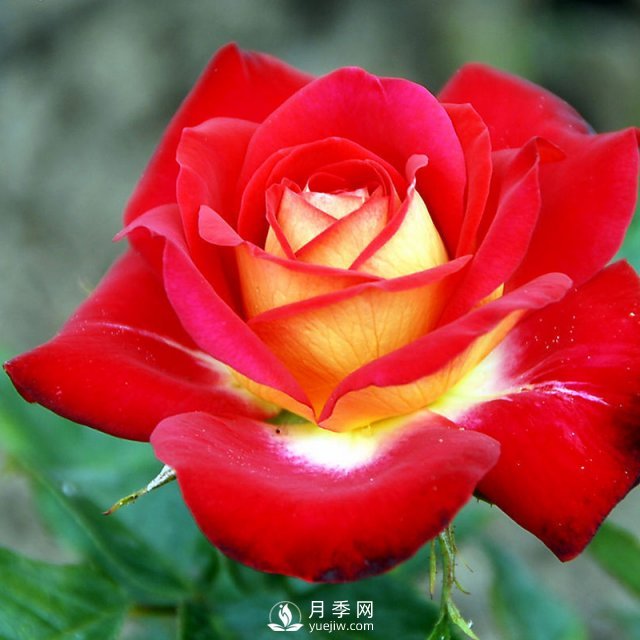月季花與家居怎么搭配好？南陽月季告訴你(圖1)