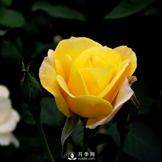 南陽月季批發(fā)商給大家淺談微型月季的栽培與養(yǎng)護(hù)(圖1)