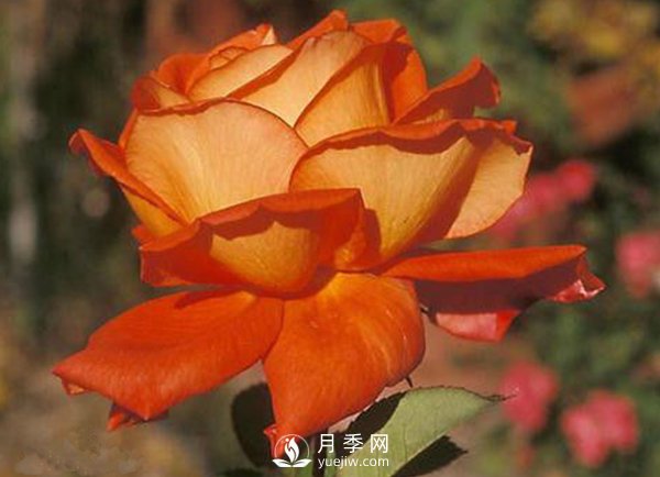 月季秋季病蟲害防治關(guān)鍵(圖1)