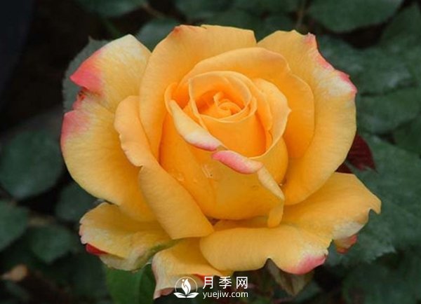 月季的防腐保鮮是怎樣去做的？(圖1)