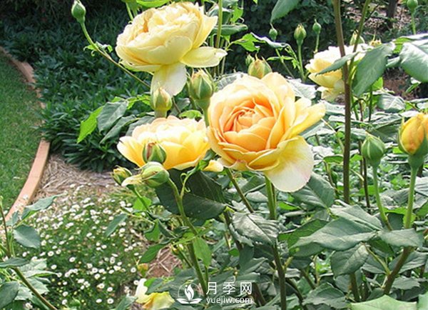 冬季來臨應(yīng)該如何讓養(yǎng)植盆栽月季樹？(圖1)