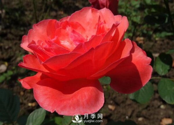 冬季把月季花放在南邊陽臺(tái)好？還是北邊陽臺(tái)好？(圖1)