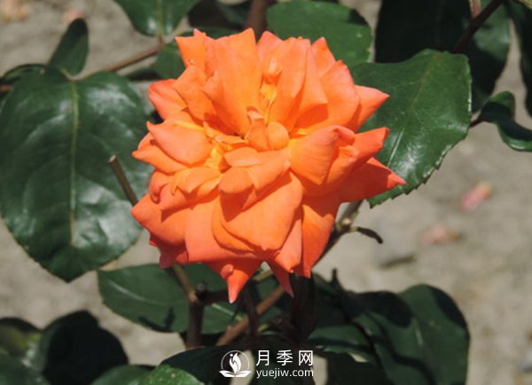 冬季怎么才能讓藤本月季長出更多的強壯新枝？(圖1)