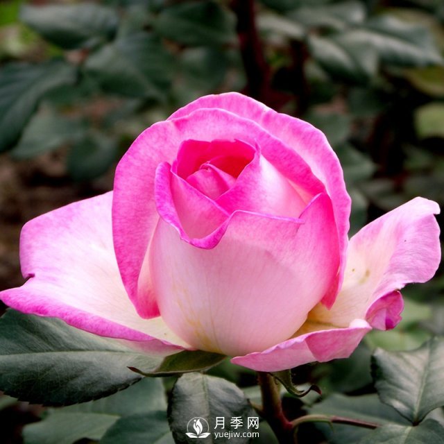 樹狀月季有哪些優(yōu)點值得大家喜歡呢？(圖1)
