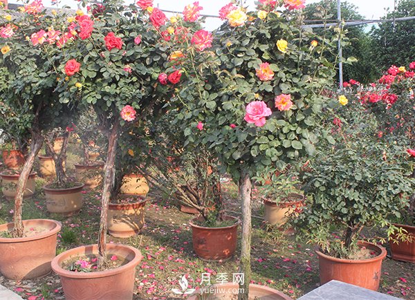 月季花生長季節(jié)不同修剪的方式也不同！(圖1)