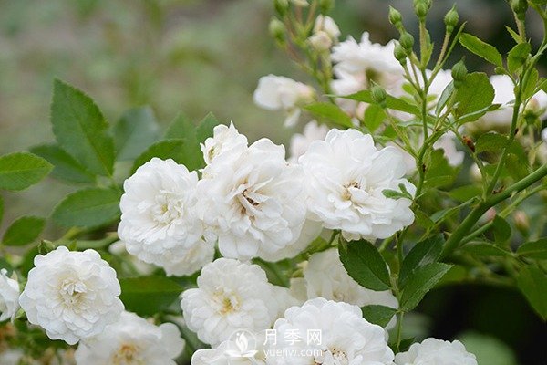 推薦10個微月品種能開又抗病，給新手的微型月季(圖3)