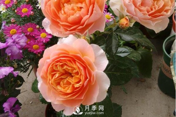 推薦10個微月品種能開又抗病，給新手的微型月季(圖10)