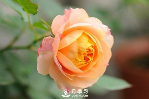 推薦10個微月品種能開又抗病，給新手的微型月季(圖8)