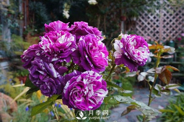 推薦10個微月品種能開又抗病，給新手的微型月季(圖4)