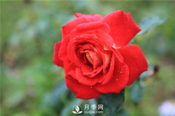 北京紅月季，國月豐花月季推薦(圖2)