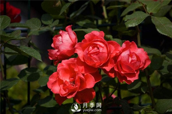 北京紅月季，國月豐花月季推薦(圖3)