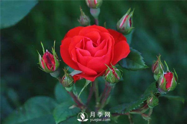 北京紅月季，國月豐花月季推薦(圖1)
