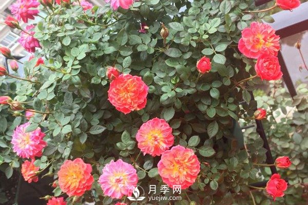 推薦4種微型月季，專為陽臺而生，值得擁有(圖2)