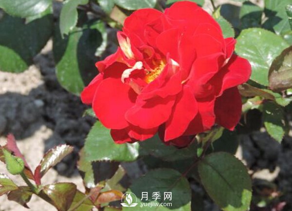 春棚月季管理技術(shù)要點(diǎn)是什么？(圖1)