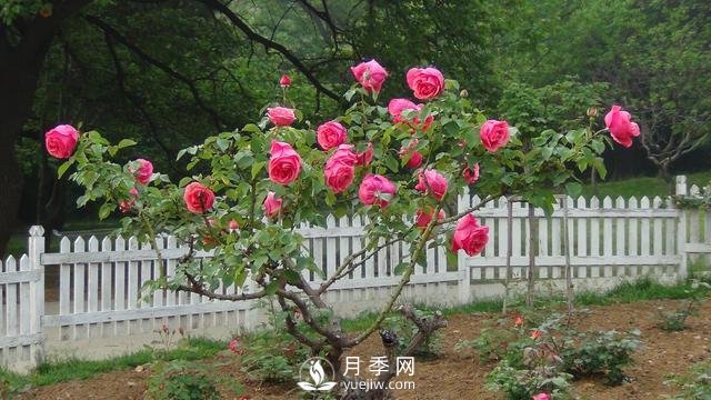 詳細的月季種植表，看完你就知道月季適合什么月份種植了(圖2)