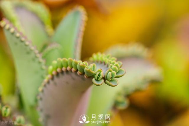 什么花容易種活？(圖1)