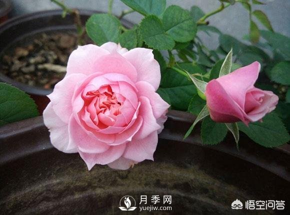 月季是非常好養(yǎng)的植物，想讓它長得旺盛做好幾方面(圖1)