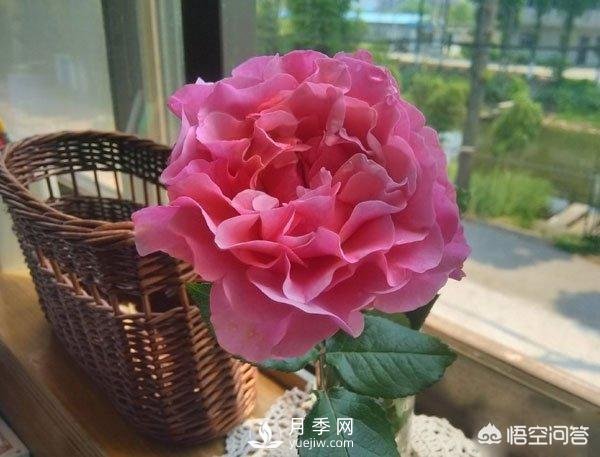 月季是非常好養(yǎng)的植物，想讓它長得旺盛做好幾方面(圖2)