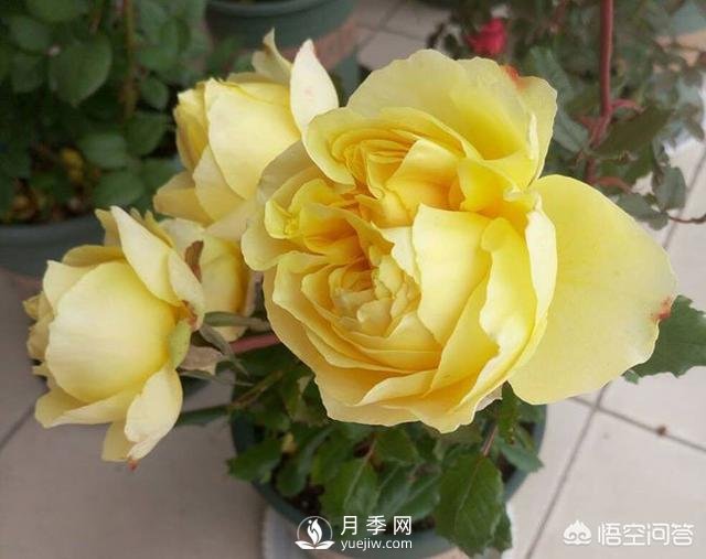 月季是非常好養(yǎng)的植物，想讓它長得旺盛做好幾方面(圖3)