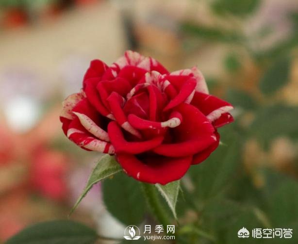 月季苗千差萬別，那么怎樣讓月季長勢好呢？(圖2)
