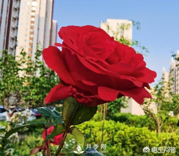 月季苗千差萬別，那么怎樣讓月季長勢好呢？(圖1)