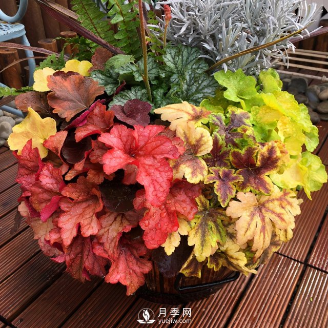 5種小眾網(wǎng)紅花，好看又有特點(diǎn)，值得入手(圖3)