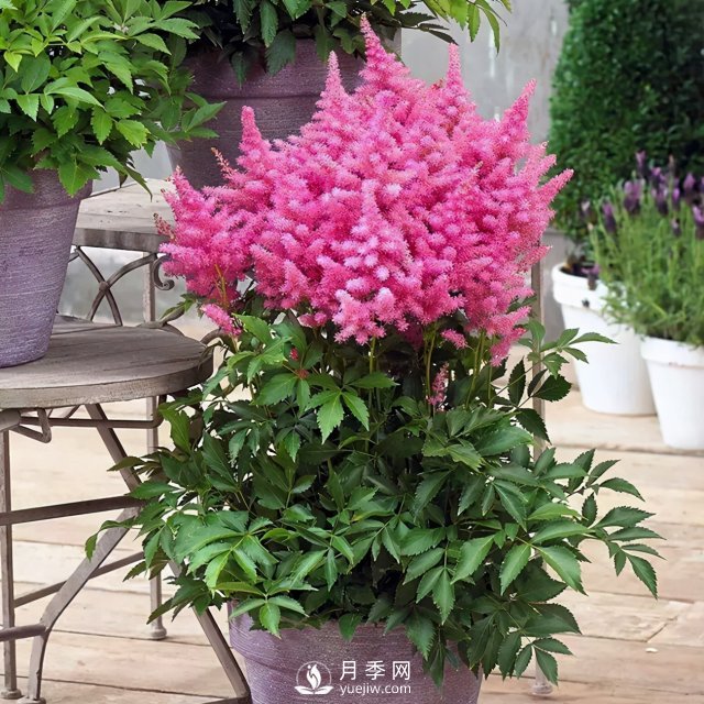5種小眾網(wǎng)紅花，好看又有特點(diǎn)，值得入手(圖2)