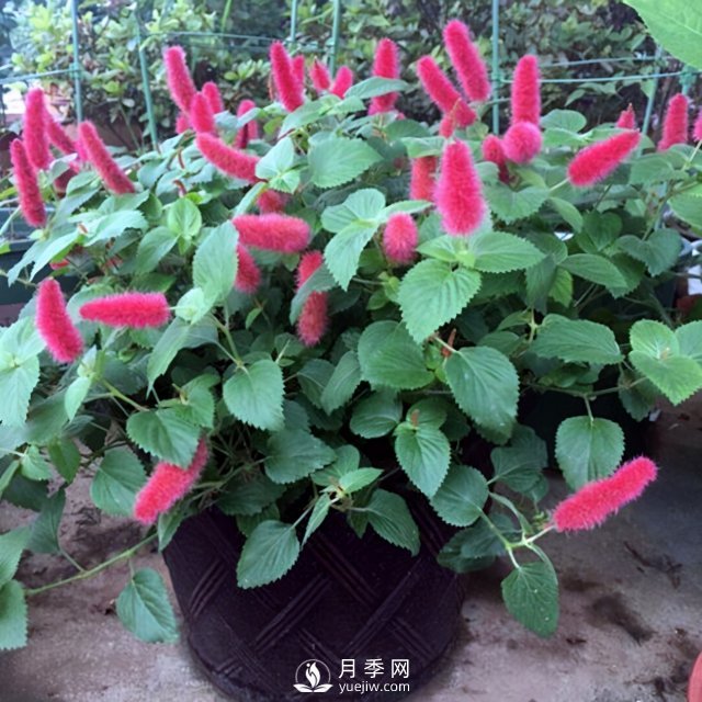 5種小眾網(wǎng)紅花，好看又有特點(diǎn)，值得入手(圖5)