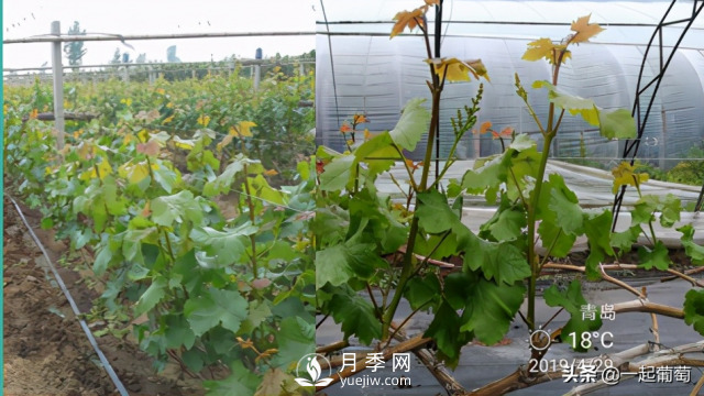 掌握規(guī)律合理摘心，讓陽(yáng)光玫瑰葡萄聽話(圖3)