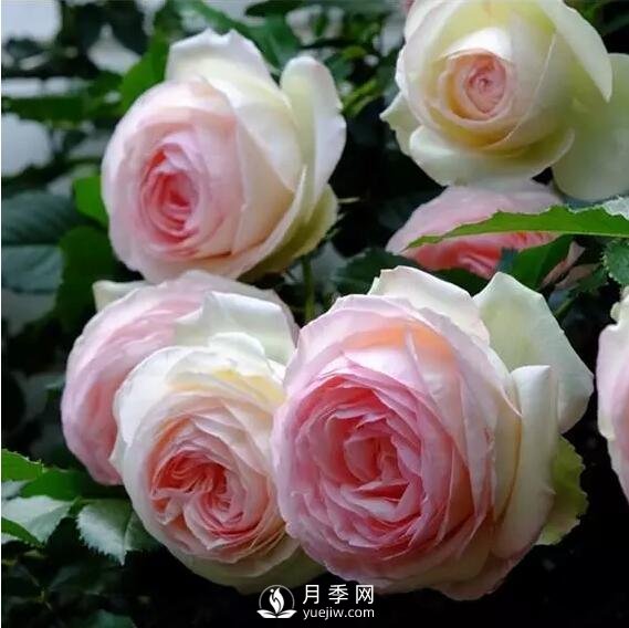 藤本月季如何選？這些經(jīng)典品種隨便一棵美爆你的花園(圖1)