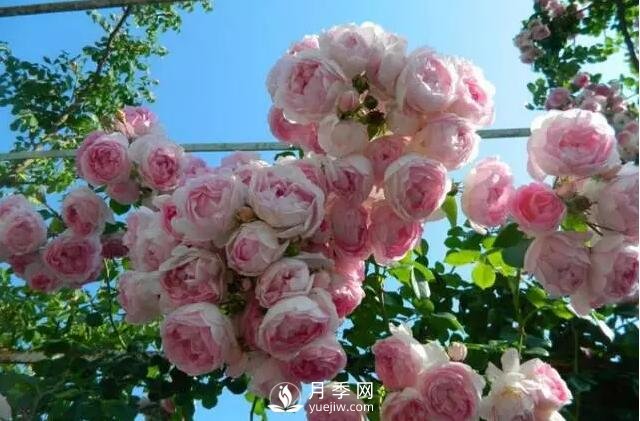 藤本月季如何選？這些經(jīng)典品種隨便一棵美爆你的花園(圖10)