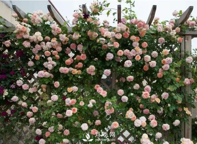 藤本月季如何選？這些經(jīng)典品種隨便一棵美爆你的花園(圖5)